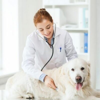 5 Facts About Pet Insurance That You Must Know