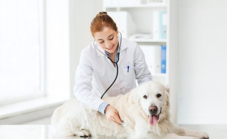 5 Facts About Pet Insurance That You Must Know