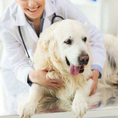 4 Effective Flea and Tick Medications for Dogs