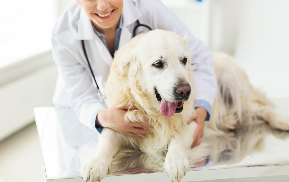4 Effective Flea and Tick Medications for Dogs