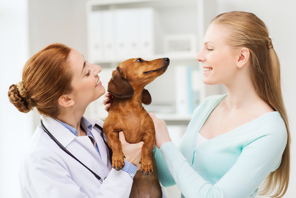 Top 6 Vet-Prescribed Medications for Pets