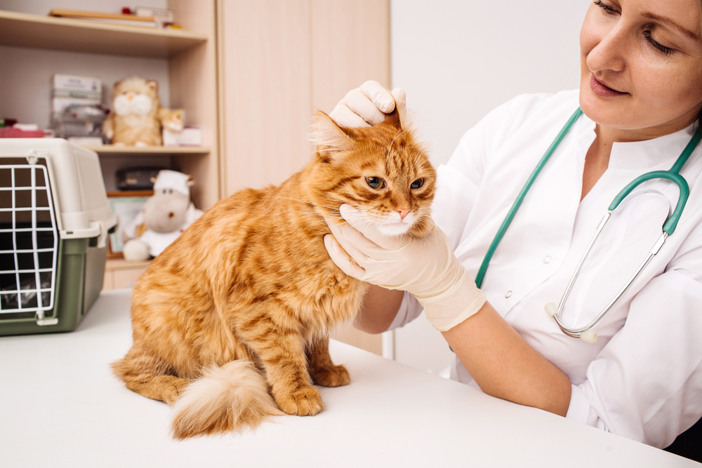 Treating Diabetes in Cats and Dogs
