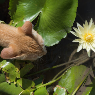 The Top Toxic Plants for Cats