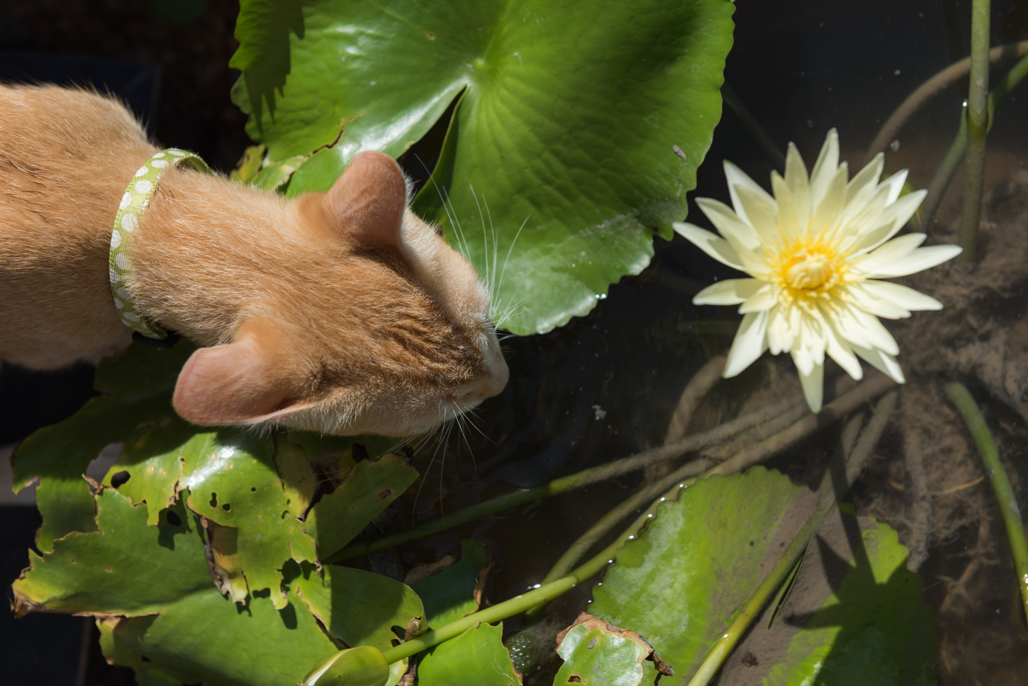 The Top Toxic Plants for Cats