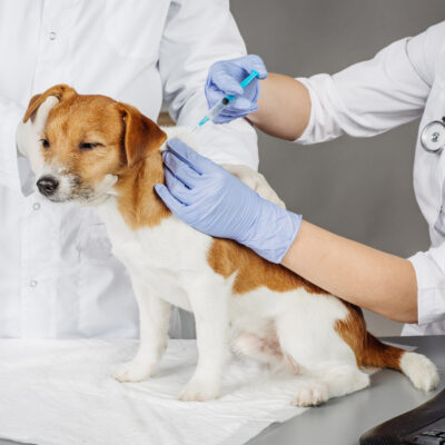 Identifying Rabies Virus in Dogs