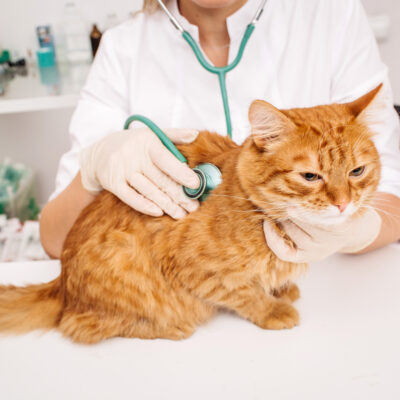 Feline Diabetes Mellitus: Diabetes in Cats