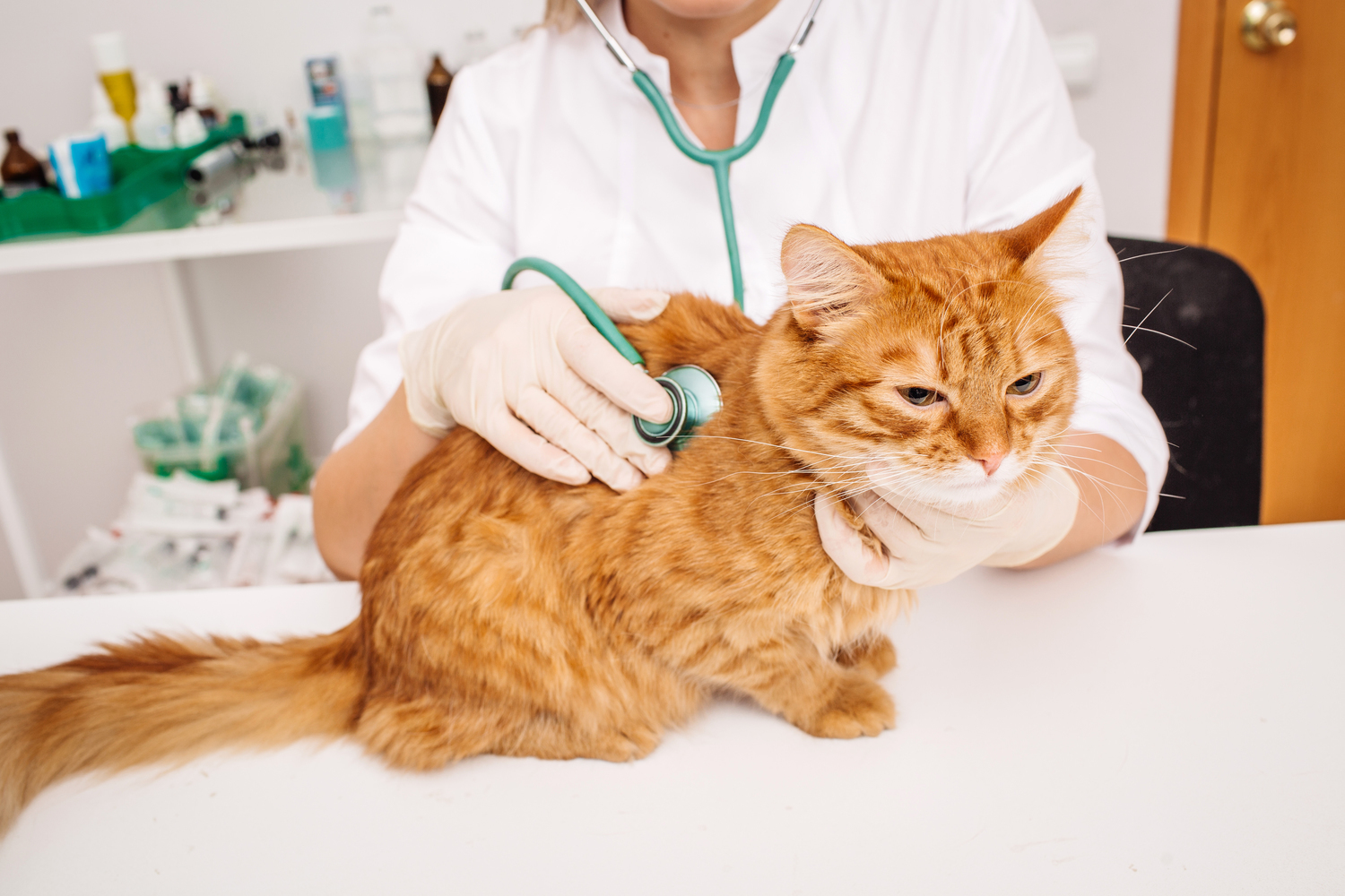 Feline Diabetes Mellitus: Diabetes in Cats