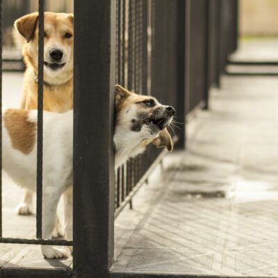 Why Adopt from an Animal Shelter or Pet Rescue?