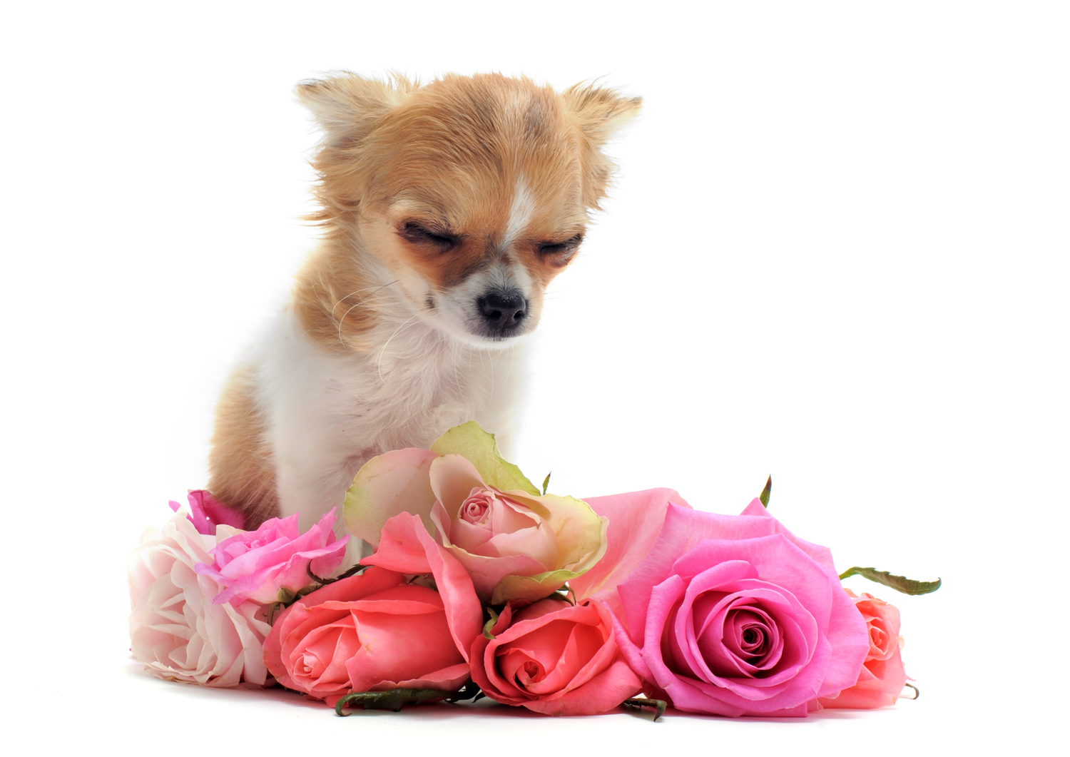 Celebrating a Beloved Dog or Cat with a Pet Funeral