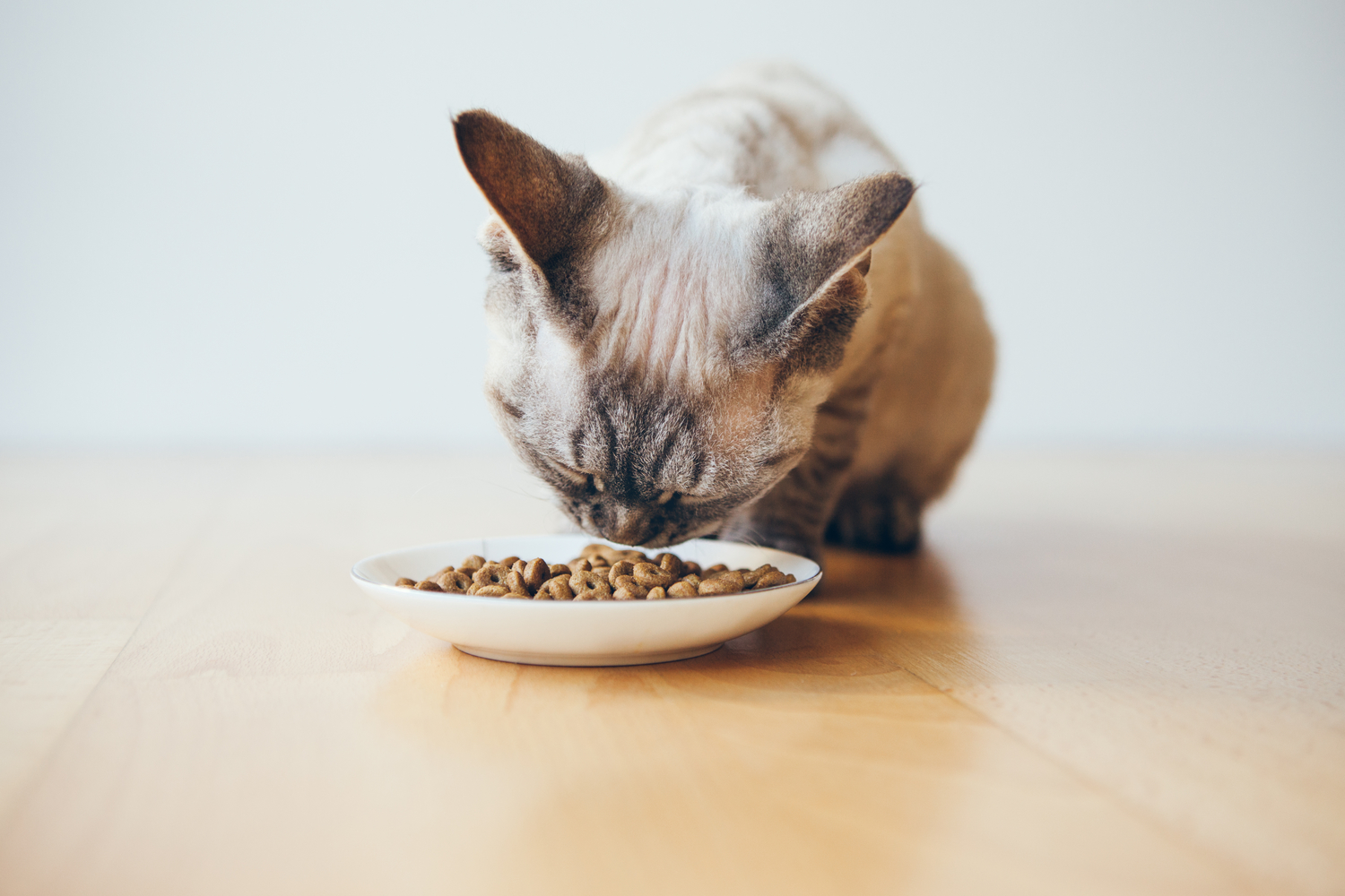5 Human Foods That are Safe for Cats to Eat